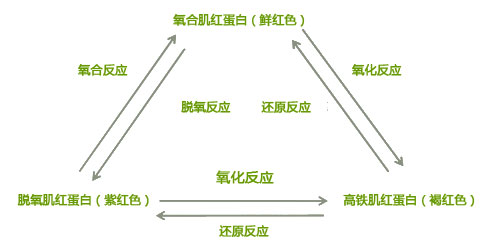 肌红蛋白.jpg