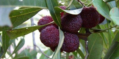 杨梅如何保鲜，杨梅保鲜方法有哪些 ?